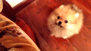 Померанский шпиц говорит: "мама" | Pomspitz pomeranian says "mama" twice