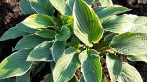 #хоста #Франси #hosta #Francee / Хоста форчуна Франси (лат.  hosta Francee). Краткий обзор.