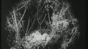 1918. Тарзан, приёмыш обезьян.