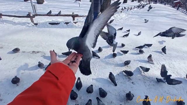 Кормежка голубей в парке
