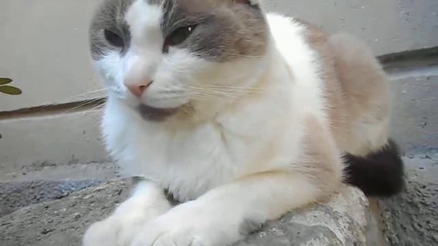 Нам немного надо! И до безумия мы рады Поддержке близких нам людей!:) Кот Вася Приветливый:) смотреть онлайн