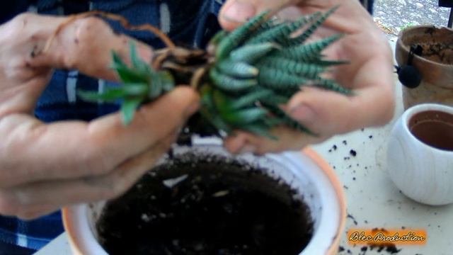 #12-Saison 2020- On repique les bébés succulente de Laura смотреть онлайн