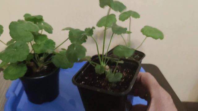 Какие черенки пеларгонии лучше брать для черенкования