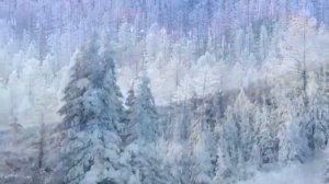 Белым снегом Ночь метельная ту стежку замела По которой по которой Я с тобой любимый рядышком прошл