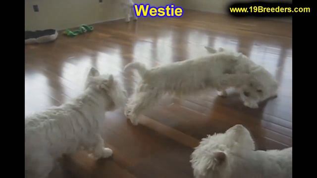 West Highland White Terrier, Westie, Puppies, Dogs, For Sale, In Jacksonville, Florida, FL смотреть онлайн