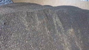 чистим подсолнечник от амброзии