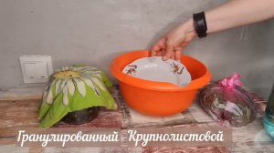 Ферментация листьев одуванчика от А до Я. Как правильно ферментировать одуванчик для чая - 2 рецепт