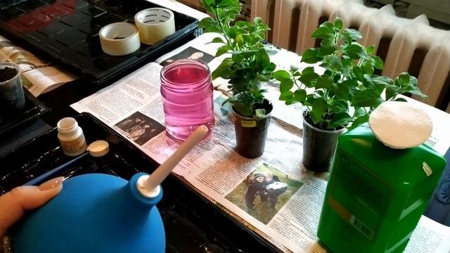 Отличный способ черенкования петунии 100% результат