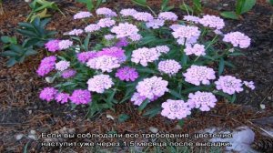 Пышный восторг — иберис зонтичный