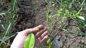 КАК ЗАСТАВИТЬ ПЛОДОНОСИТЬ ОДИНОЧНУЮ ЯБЛОНЮ,ВИШНЮ ИЛИ ГРУШУ?