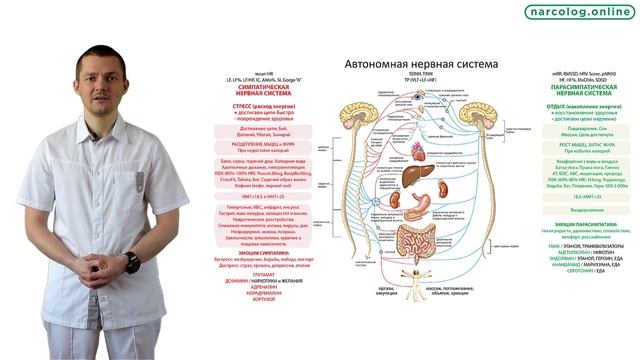 Стресс и Автономная нервная система смотреть онлайн