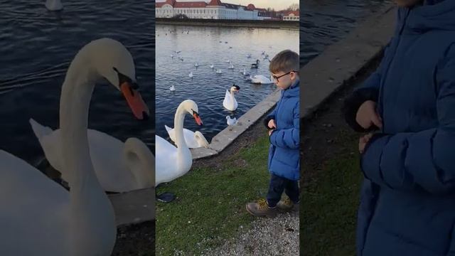 Парк Дворец Нимфенбург. Мюнхен. Лебеди ходят и летают по парку.