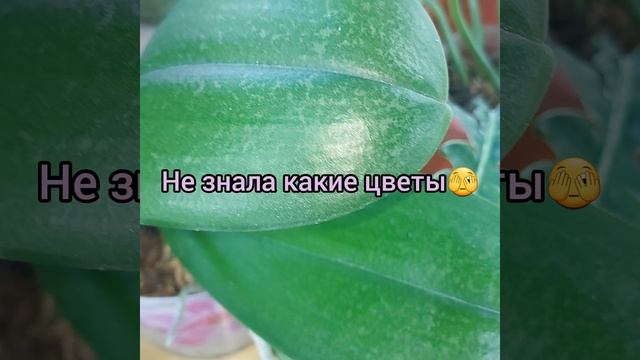 #ОРХИДЕИ ?В полном роспуске Пасадена? #фаленопсис с пятнистыми листьями ? #цветы #растения #short