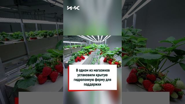 Гидропоника в магазине, Дубай, продукты будущего, клубника на гидропонике, еда будущего, #shorts