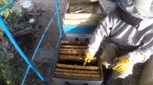 Сборка гнезда пчел на зиму Куда ставить рамки с пергой