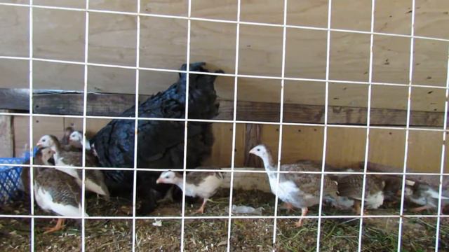 "Перепёлкино" Цесариная банда - неубиваемая. смотреть онлайн