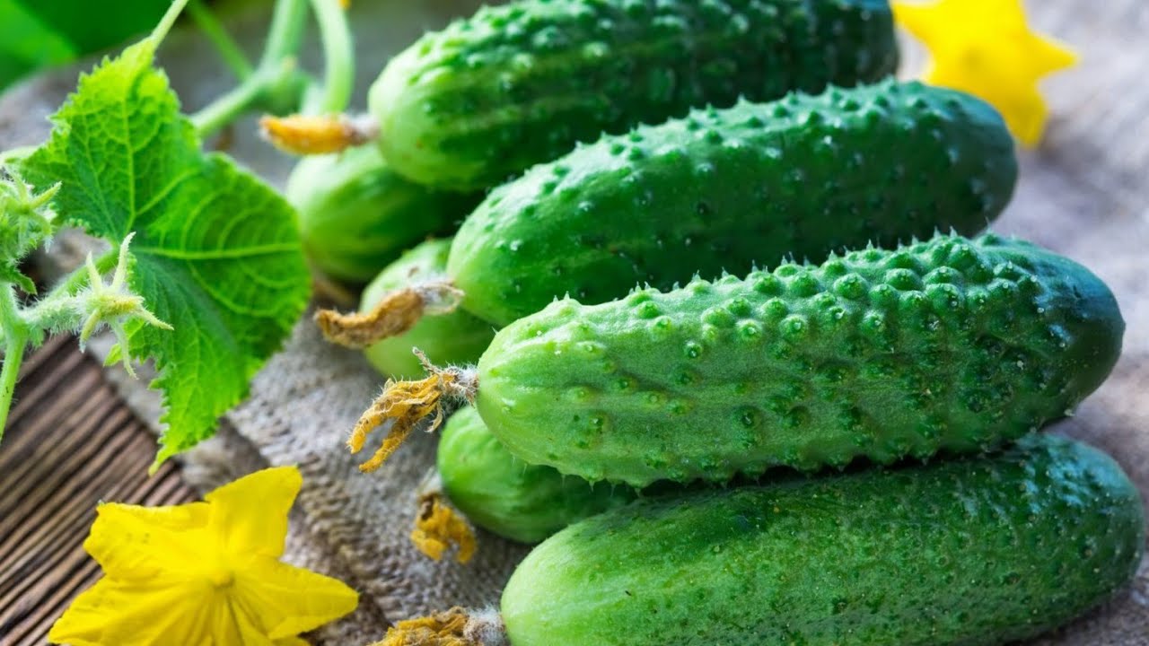 Отличный корм для  огурцов!!! Wp0Iqto2bWE смотреть онлайн