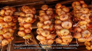 Выясняем, при какой температуре хранить лук, чтобы он не портился