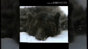 Охота на медведя с оружием