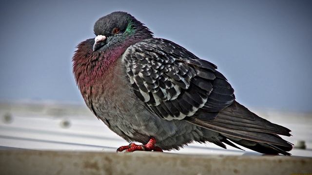 БОЛЬШОЙ РАЗБОР продвижения LITTLE BIG. Фишки и секреты успеха. смотреть онлайн