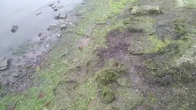 Собираем морскую траву для мульчирования и удобрения на даче
