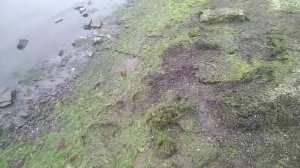 Собираем морскую траву для мульчирования и удобрения на даче