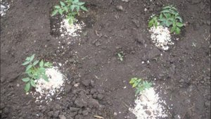 ТОМАТ БОЛЬШАЯ МАМОЧКА - НЕПРИХОТЛИВЫЙ НИЗКОРОСЛЫЙ УСТОЙЧИВЫЙ К ЗАБОЛЕВАНИЯМ СОРТ