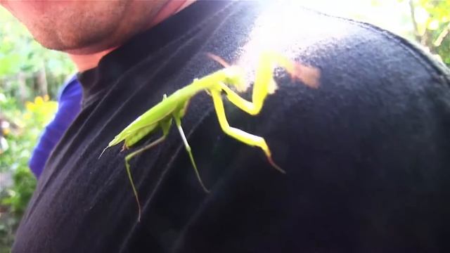 Обыкновенный богомол - Mantis religiosa