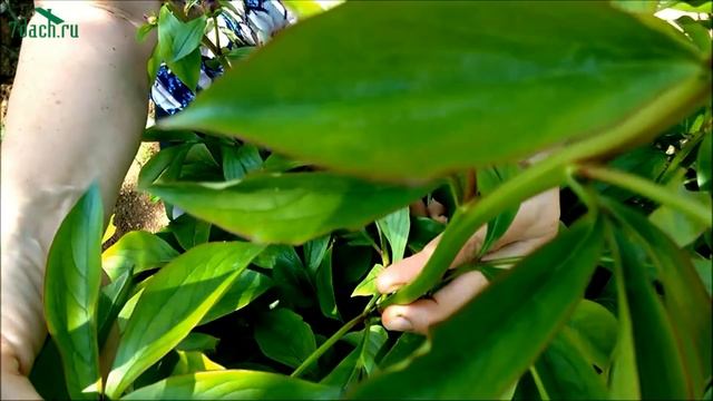 ? Муравьи на пионах: как отвадить муравьёв от цветов - 7 дач смотреть онлайн