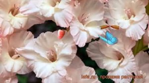 Гладиолус гофрированный Марвел Раффл ? обзор: как сажать, рассада гладиолуса Марвел Раффл