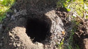 ПОСАДКА ДИКОГО ХМЕЛЯ 2022 год