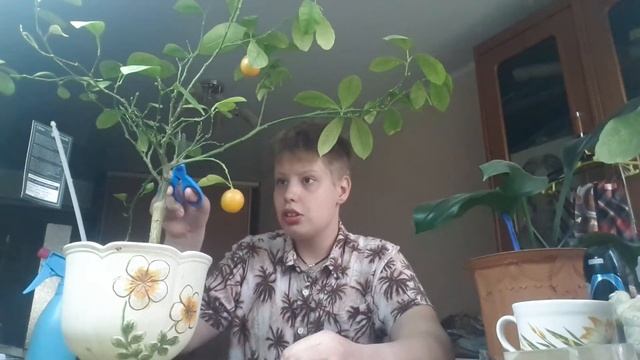 Уход за цитрусовыми смотреть онлайн