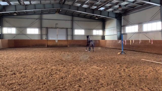 НАПРЫГИВАНИЕ МОЛОДОЙ ЛОШАДИ НА СВОБОДЕ смотреть онлайн