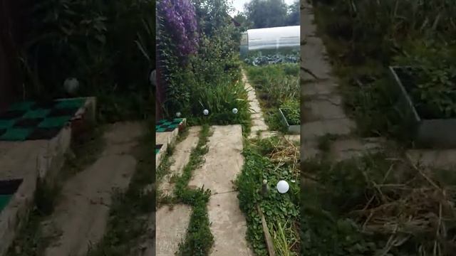 Прививка на грушу и иргу. смотреть онлайн