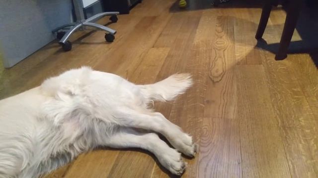 Собака Грета двигает лапками во сне. смотреть онлайн