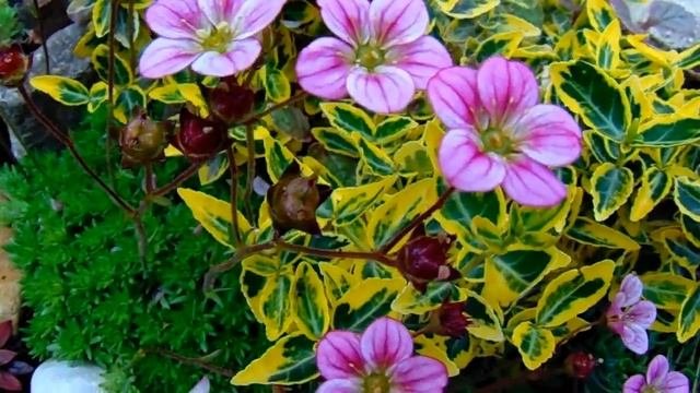 КРАСИВЫЕ ,МНОГОЛЕТНИЕ ЦВЕТЫ из семян . Что можно вырастить ,обзор . Часть 1