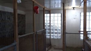 Как заставить самку крольчихи прийти в охоту