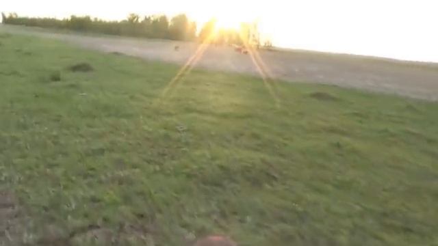 Корова загуляла, бросила теленка. Метим второго теленочка. смотреть онлайн