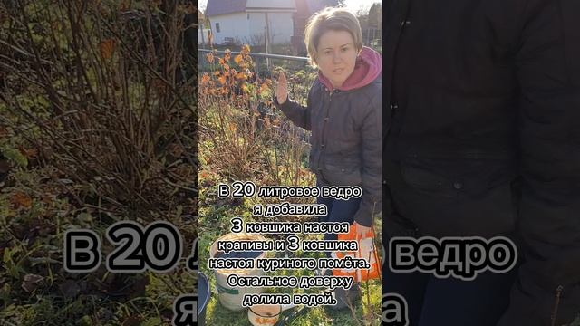 ?ПОДКОРМКА СМОРОДИНЫ ОСЕНЬЮ??ЗАЛОГ ОТЛИЧНОГО УРОЖАЯ В СЛЕДУЮЩЕМ ГОДУ??#подкормка#ягоды#удобрени