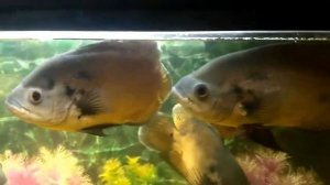 Ротан против Астронотуса,  Едят ли Астронотусы  Ротанов,  Кормление Астронотусов и их Содержание