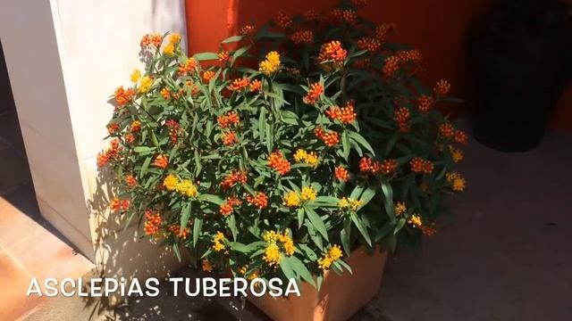 Asclepias tuberosa. Garden Center online Costa Brava - Girona. смотреть онлайн