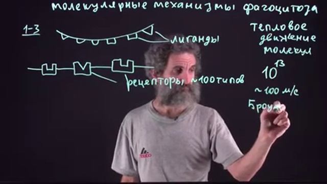 Цитология. Лекция 13. Молекулярные механизмы фагоцитоза. Окштейн И.Л. смотреть онлайн