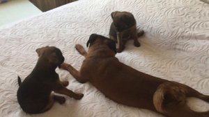 Игры щенков пти брабансонов