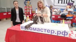 Мейн-кун на выставке