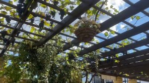 Гостевой дом «Магнолия» Кабардинка, отдых на Чёрном море Геленджик