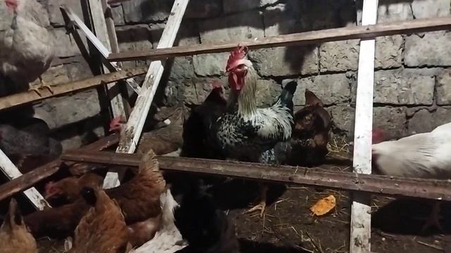 Можно давать курам Молоко и Сыворотку, и как я её даю?
