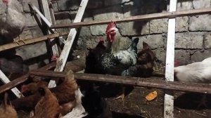Можно давать курам Молоко и Сыворотку, и как я её даю?
