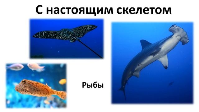 10.2 Животные часть II  (5 класс) - введение в Биологию смотреть онлайн