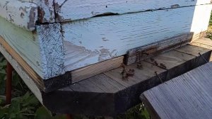 Летки! Осенью на сколько оставлять открытыми летки?!