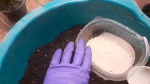 #дунери#сансевьерия#пересадка #цветочныймикс Сансевьерия Дунери.Пересадка.